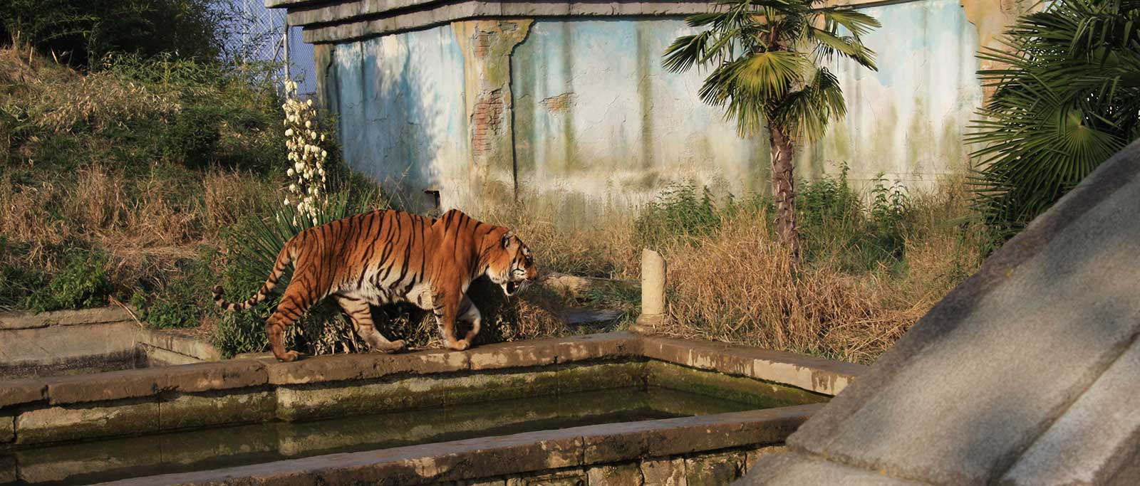 parco-zoo-slide-6